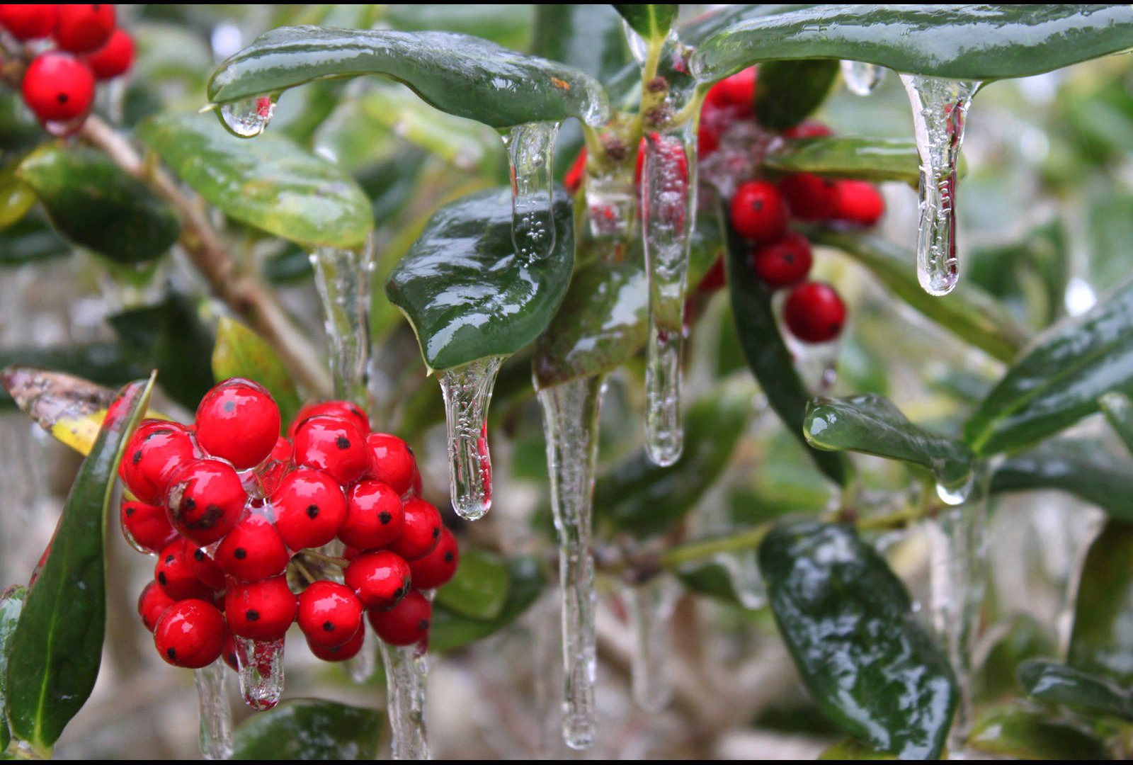 ICY BERRIES